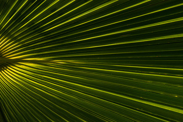 Obraz premium green palm leaf background