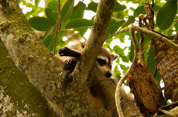 racoon in tree
