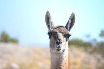 Obraz premium Guanaco 