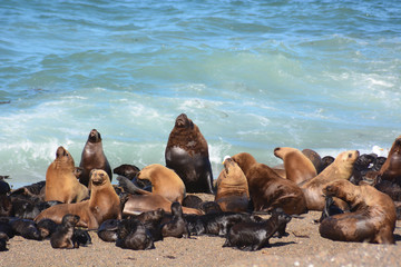 group of sea lions on beach Pen&iacute;nsula de Valdez