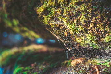 mossy stone with water drop
