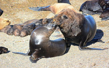 sea lion on the beach Península de Valdez