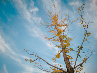 branches of tree against blue sky