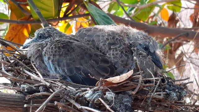 greater coucal (crow pheasant ,Centropus sinensis) chicks in their nest in kluang johor malaysia