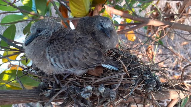 greater coucal (crow pheasant ,Centropus sinensis) chicks in their nest in kluang johor malaysia