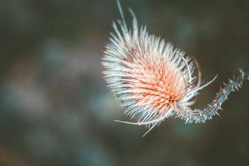 Close-up of wild teasel flower; vintage style