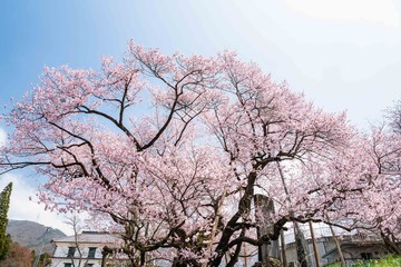 須坂・高山の一本桜