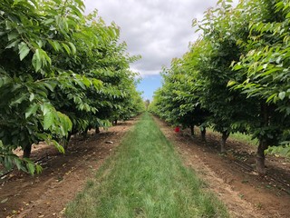 Long Empty Field with Cloudy Sky
