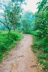 Nature trails with grass field and forest at Sai Thong National Park on Chaiyaphum provider in Thailand