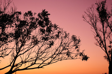 Obraz premium 夕焼け シルエット 木々