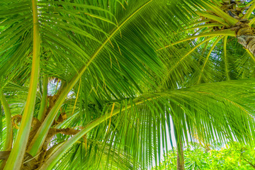 Plakat Beach summer vacation holidays background with coconut palm tree