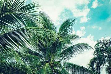 Coconut palm tree foliage under sky. Vintage background. Retro toned poster. - 290425130