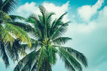 Coconut palm tree foliage under sky. Vintage background. Retro toned poster. - 290425184