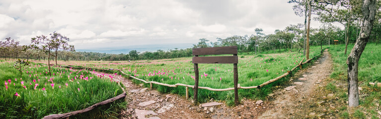 Krachiao or Siam Tulip field with forest and blue sky background at Sai Thong National Park on Chaiyaphum provider in Thailand
