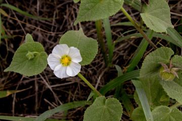 flower in the garden