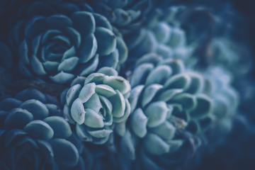 Close up of succulent plants; vintage style.