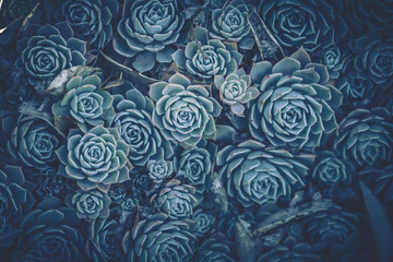 Close up of succulent plants; vintage style.