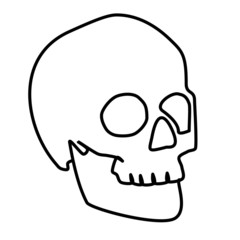 vector illustration of skull
