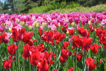 Beautiful Red, Orange, Pink, Yellow Tulips in the field with green background.