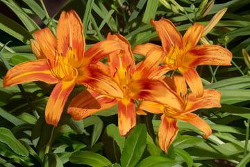 Orange Day Lilies Painting Still Life