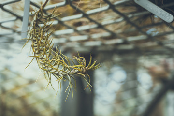 Close up of Tillandsia Ionantha; vintage style.