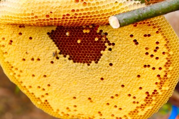 beehive on stick of tree with green nature background