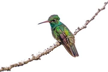 Glittering-throated Emerald hummingbird (Amazilia fimbriata) sitting on a branch