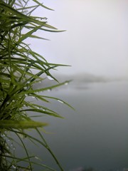 bamboo in water