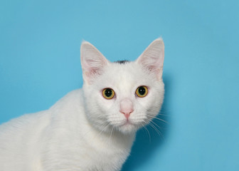 Close up portrait of a white cat with yellow eyes looking directly at viewer with curious expression. Blue background with copy space.