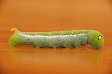 the worm is a green-white reptile, big eyes, with many legs