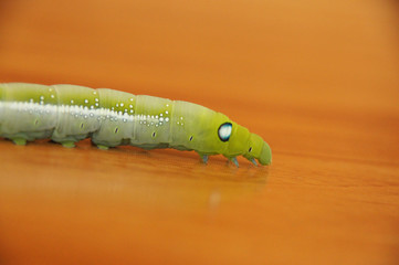 the worm is a green-white reptile, big eyes, with many legs