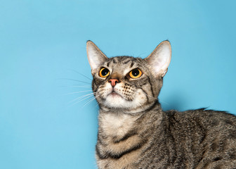 Close up portrait profile view, adorable tabby kitty cat looking up to viewers left curiously, blue background with copy space.