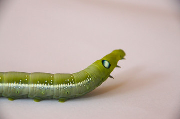 the worm is a green-white reptile, big eyes, with many legs 