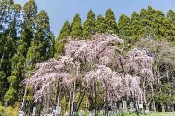 須坂・高山の一本桜