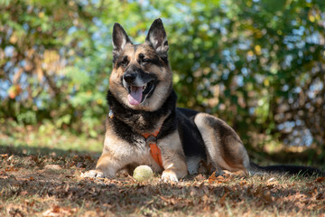 German shepherd dog laying in leaves