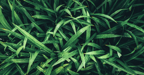Tropical green leaves, faded dark green filter effect. For background.