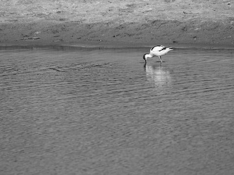 Avocette bec dans l'eau n&b