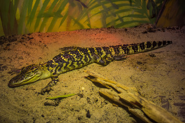 Baby Gator 