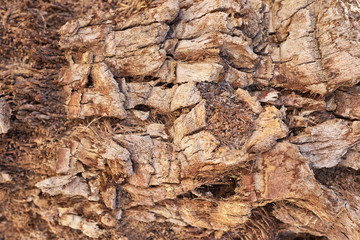 Close up texture of bark of palm tree