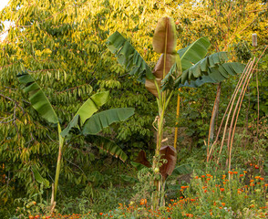 Banana trees grow beautifully in the garden