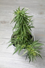 cannabis Bush home . A lush Cannabis Bush grows in a flower pot on a grey woody background .