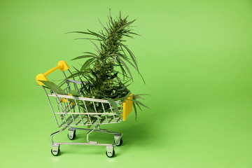 cannabis for sale . Cannabis Bush in a shopping basket, on a green background . copy space .