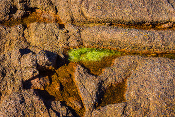 Granite pink boulders and green algae on the coast near Plumanakh..  Pink Granite Beach is a unique place in Brittany. France
