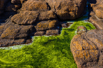 Granite pink boulders and green algae on the coast near Plumanakh..  Pink Granite Beach is a unique place in Brittany. France