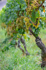 Fototapeta premium bunch of ripe green grapes with green leaves in the sun