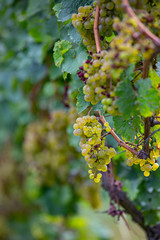 bunch of ripe green grapes with green leaves in the sun