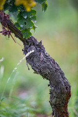 old cragged bark of a grapevine with green leaves in front of a blurry green background