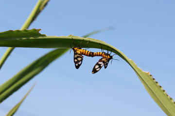 葉の上で交尾するキハダカノコ（カノコガ）