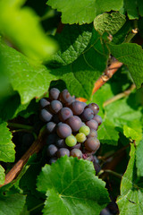 bunch of ripe red grapes with green leaves in the sun