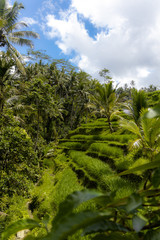Fototapeta na wymiar Balinese rice fields